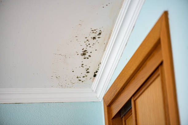 Best Crawl Space Mold Removal  in Clarion, PA