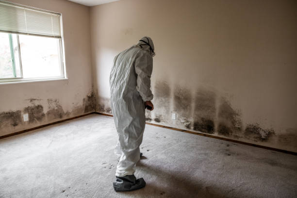 Best Residential Mold Removal  in Clarion, PA