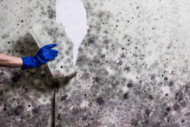 Best Professional Mold Removal  in Clarion, PA