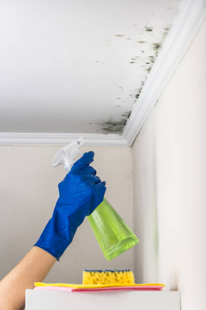 Best Residential Mold Removal  in Clarion, PA