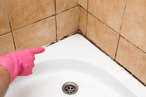 Best Commercial Mold Removal  in Clarion, PA