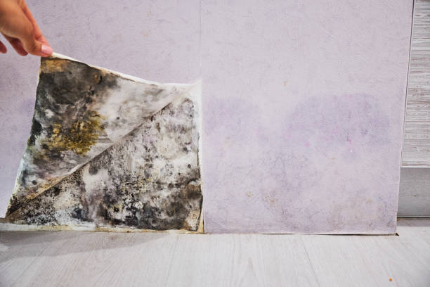 Clarion, PA Mold Removal Company